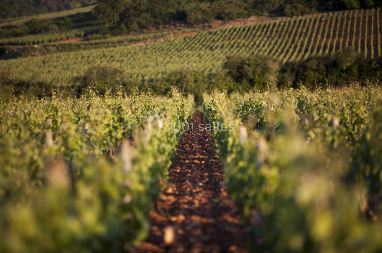 Rangée de vignes verdoyantes s'étendant dans un paysage vallonné sous une lumière douce.