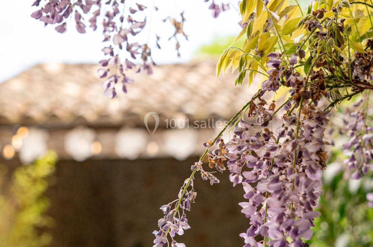 Glycine en fleurs violettes suspendue devant un bâtiment en pierre avec un toit en tuiles flou en arrière-plan.