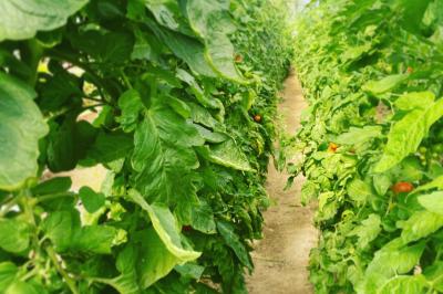 Traiteur Saint-Malo (Ille-et-Vilaine) - Inkandescent #23