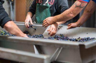 Gros plan de raisins violets avec des reflets lumineux et un flou d'arrière-plan.