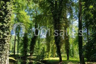 Miniature Location salle Boissy-la-Rivière (Essonne) - Domaine de Bierville #13 Rivière calme bordée d'arbres hauts et verdoyants, reflétant la lumière du soleil dans un environnement paisible.