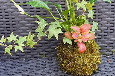 Terrarium en verre contenant une plante verte à feuilles nervurées roses, avec des couches de sable coloré et de gravier.