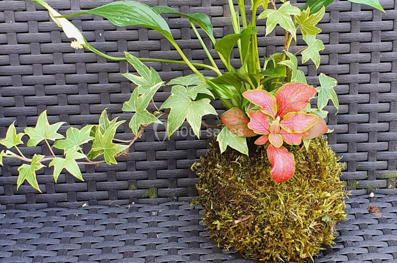Plante en kokedama avec feuillage vert et touches de rouge, posée sur un fond en rotin tressé gris foncé.