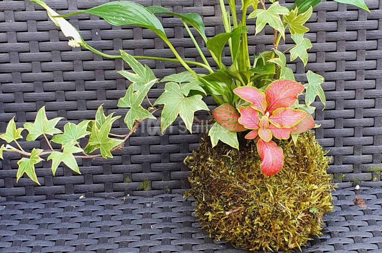 Plante en kokedama avec feuillage vert et touches de rouge, posée sur un fond en rotin tressé gris foncé.