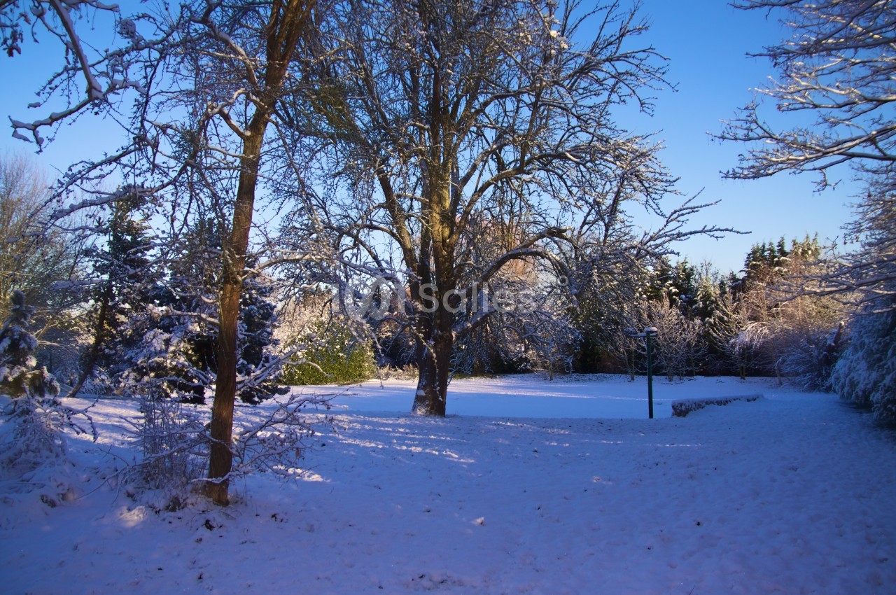 Paysage enneigé avec arbres dénudés sous un ciel bleu clair, éclairé par une lumière hivernale.