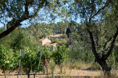 La Garrigue - photo 1