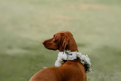 Miniature Votristoire #16 Table en bois longue dressée en extérieur, ornée de fleurs, citrons et vaisselle, entourée d'arbres et de verdure.