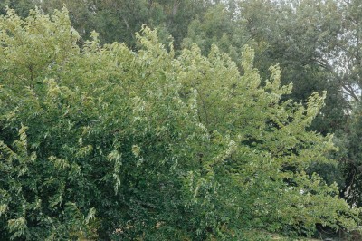 Miniature Location salle Arveyres (Gironde) - Château Larteau #72 Façade d'une grande maison en pierre claire avec volets bleus, entourée d'un jardin et d'une allée gravillonnée.