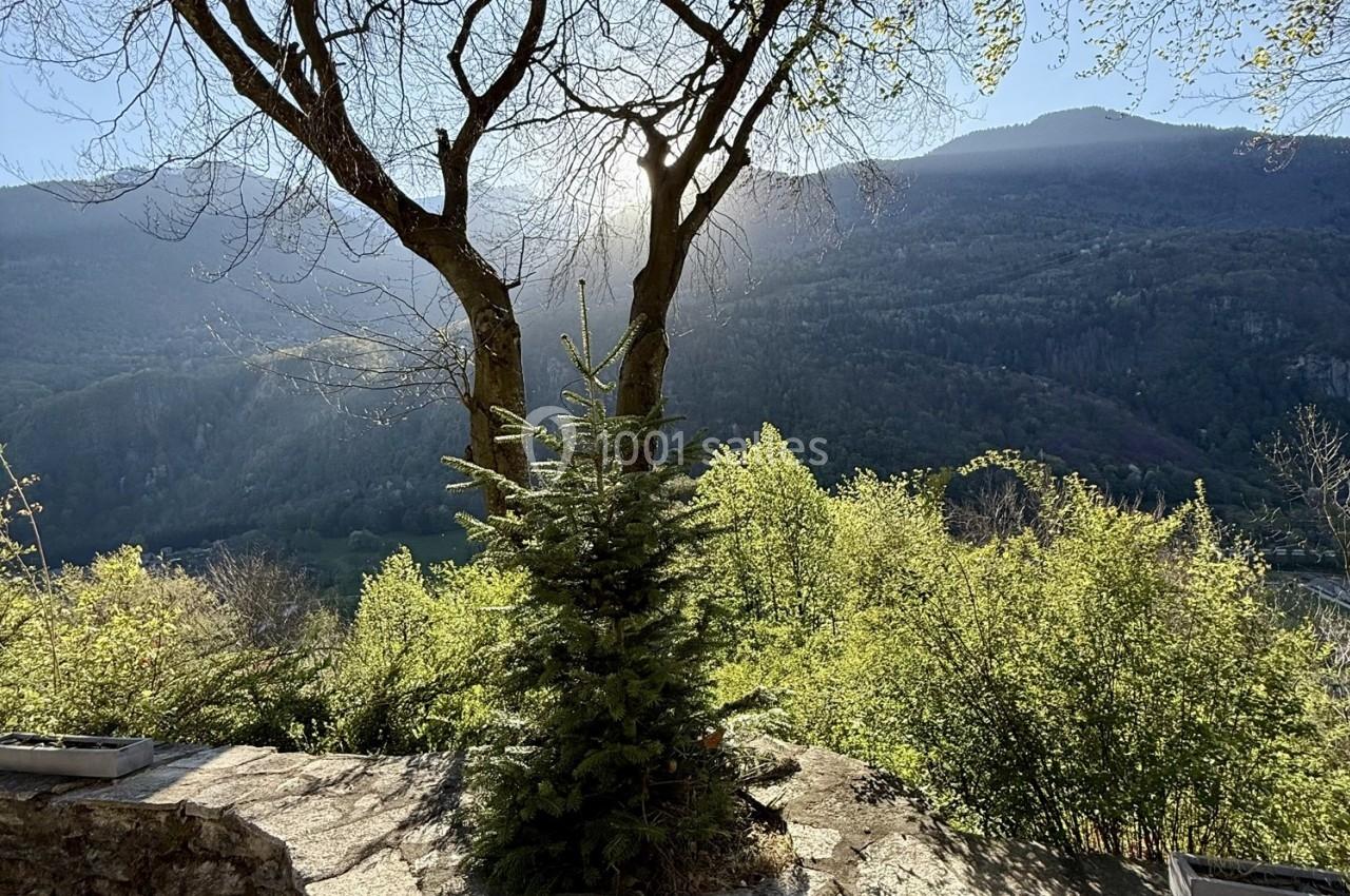 Paysage de montagne avec un sapin au premier plan, encadré par deux arbres sous une lumière en contre-jour.