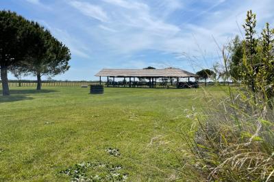 Miniature Location salle Saintes-Maries-de-la-Mer (Bouches-du-Rhône) - Manade Bec #15 Deux chevaux blancs derrière une clôture en bois, entourés d'herbes hautes sous un ciel bleu.