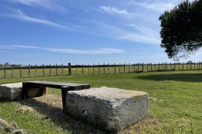Miniature Location salle Saintes-Maries-de-la-Mer (Bouches-du-Rhône) - Manade Bec #21 Deux chevaux blancs derrière une clôture en bois, entourés d'herbes hautes sous un ciel bleu.