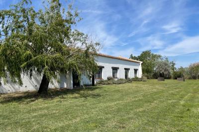 Miniature Location salle Saintes-Maries-de-la-Mer (Bouches-du-Rhône) - Manade Bec #23 Deux chevaux blancs derrière une clôture en bois, entourés d'herbes hautes sous un ciel bleu.