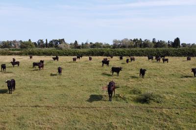 Miniature Location salle Saintes-Maries-de-la-Mer (Bouches-du-Rhône) - Manade Bec #37 Deux chevaux blancs derrière une clôture en bois, entourés d'herbes hautes sous un ciel bleu.