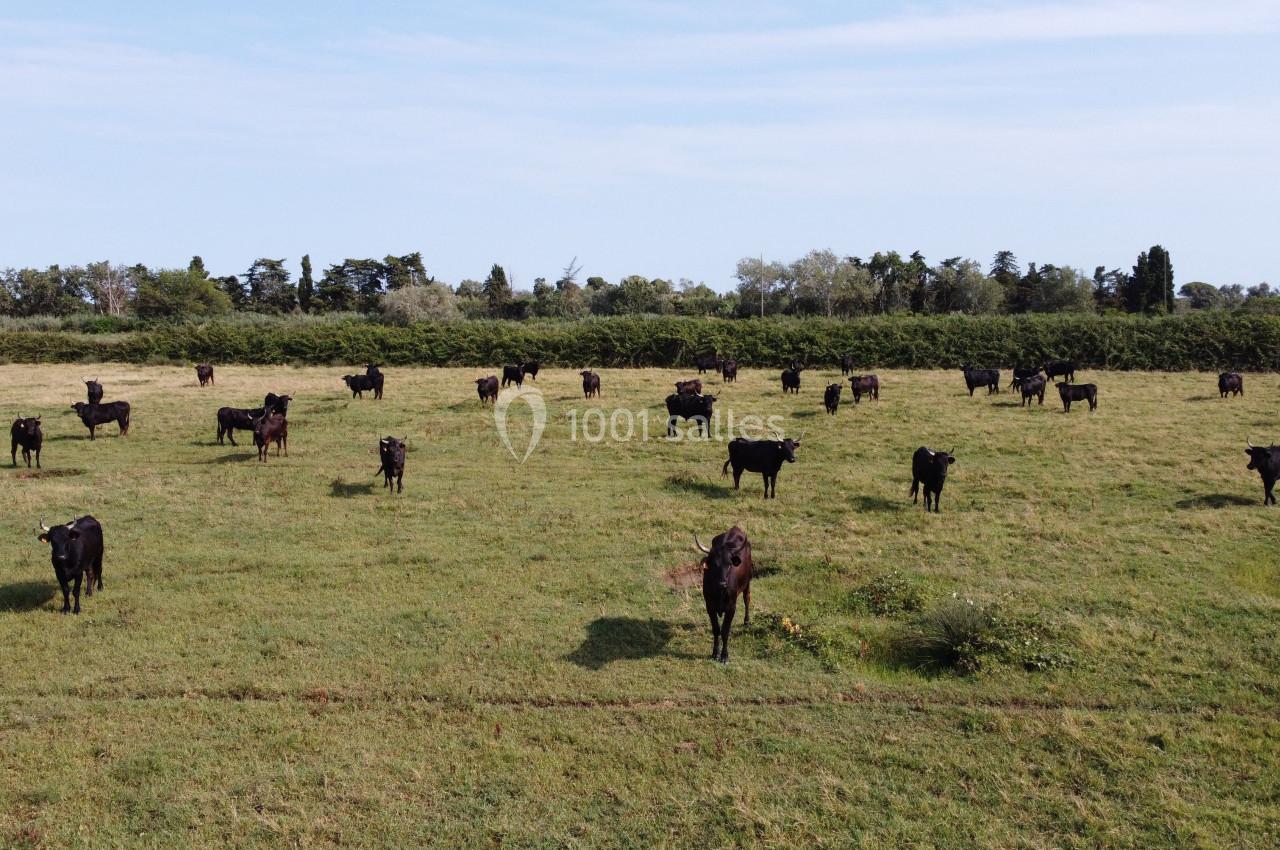Vaches noires dispersées dans un grand champ verdoyant sous un ciel dégagé.