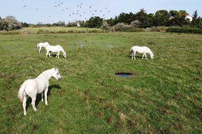 Miniature Location salle Saintes-Maries-de-la-Mer (Bouches-du-Rhône) - Manade Bec #38 Deux chevaux blancs derrière une clôture en bois, entourés d'herbes hautes sous un ciel bleu.
