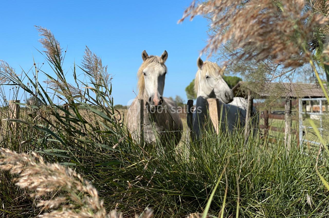 Deux chevaux blancs derrière une clôture en bois, entourés d'herbes hautes sous un ciel bleu.
