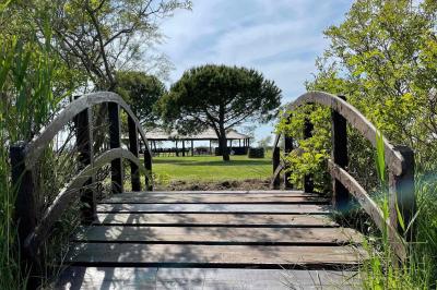 Miniature Location salle Saintes-Maries-de-la-Mer (Bouches-du-Rhône) - Manade Bec #1 Deux chevaux blancs derrière une clôture en bois, entourés d'herbes hautes sous un ciel bleu.