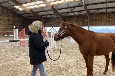 Un homme caresse un cheval blanc attaché par un licol bleu dans un manège en bois.
