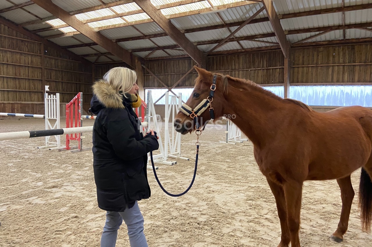 Une femme tient un cheval en longe dans un manège équestre couvert, entouré d'obstacles de saut.