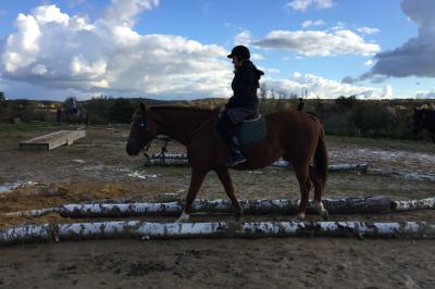 Un homme caresse un cheval blanc attaché par un licol bleu dans un manège en bois.