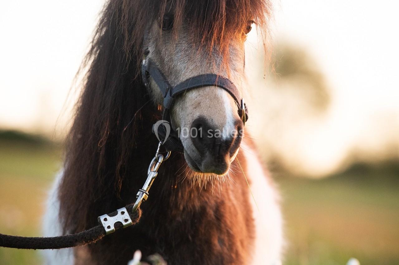 ACTIVITES AU DOMAINE Poney miniature brun et blanc portant un licol, debout dans un champ fleuri au coucher du soleil.