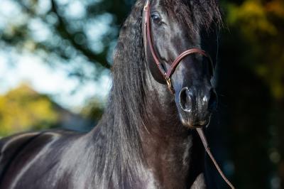 Miniature ACTIVITES AU DOMAINE Salle de réception lumineuse avec des tables rondes dressées, des chaises blanches et des chandeliers élégants.