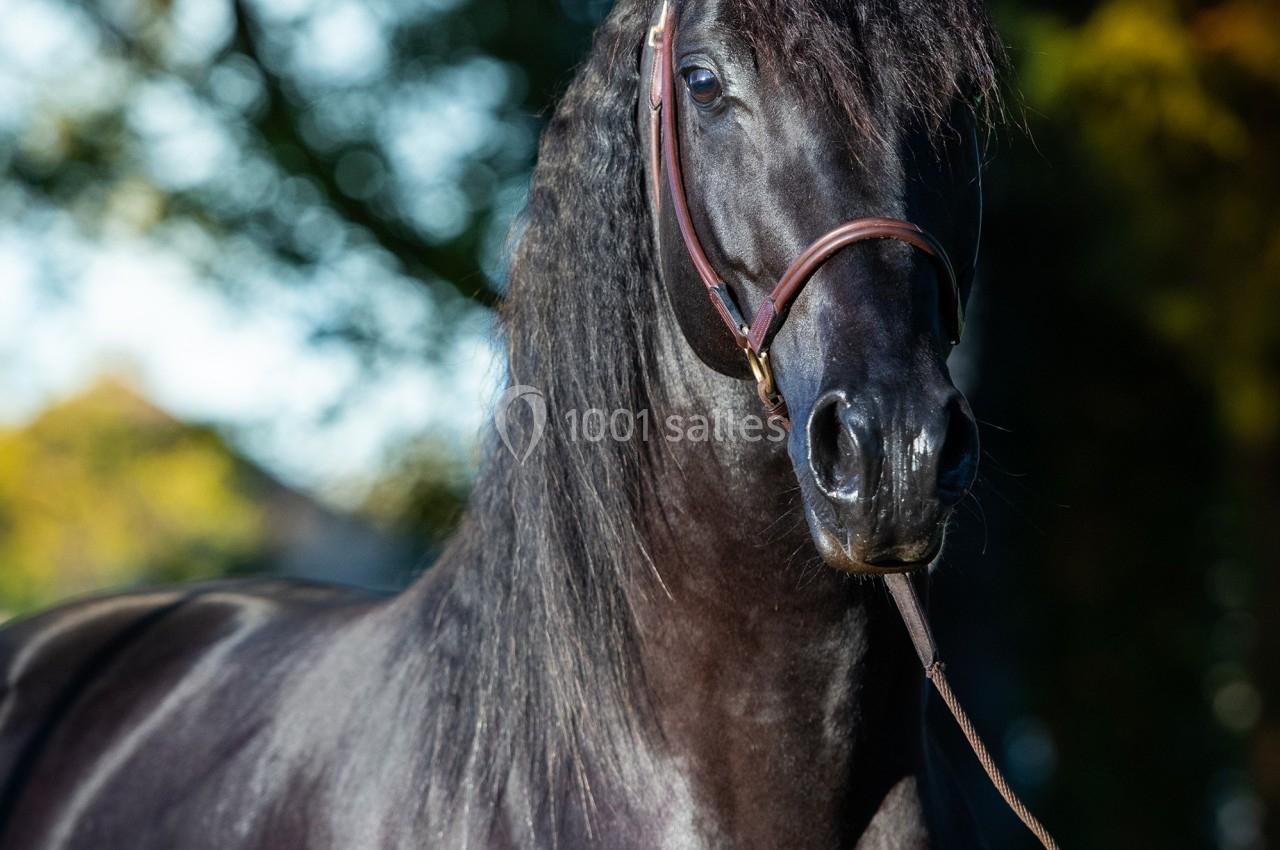 ACTIVITES AU DOMAINE Cheval noir au pelage brillant, tenu en longe, debout dans un environnement naturel avec des arbres en arrière-plan.