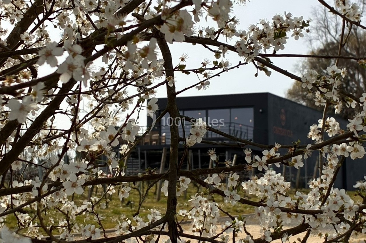 Location salle Saint-Genès-de-Lombaud (Gironde) - Domaine du Château Icla #29 Fleurs blanches d'un arbre au premier plan avec un bâtiment moderne sombre en arrière-plan.