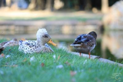 Miniature Location salle Nainville-les-Roches (Essonne) - Le Château Nainville les Roches #28 Location salle Nainville-les-Roches (Essonne) - Le Château Nainville les Roches #37