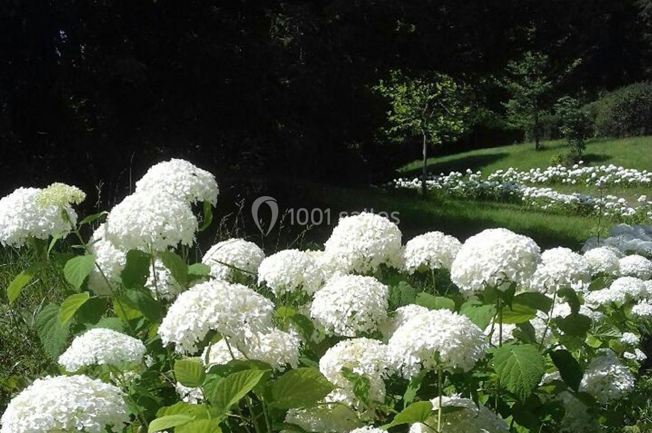 Hydrangeas en fleur