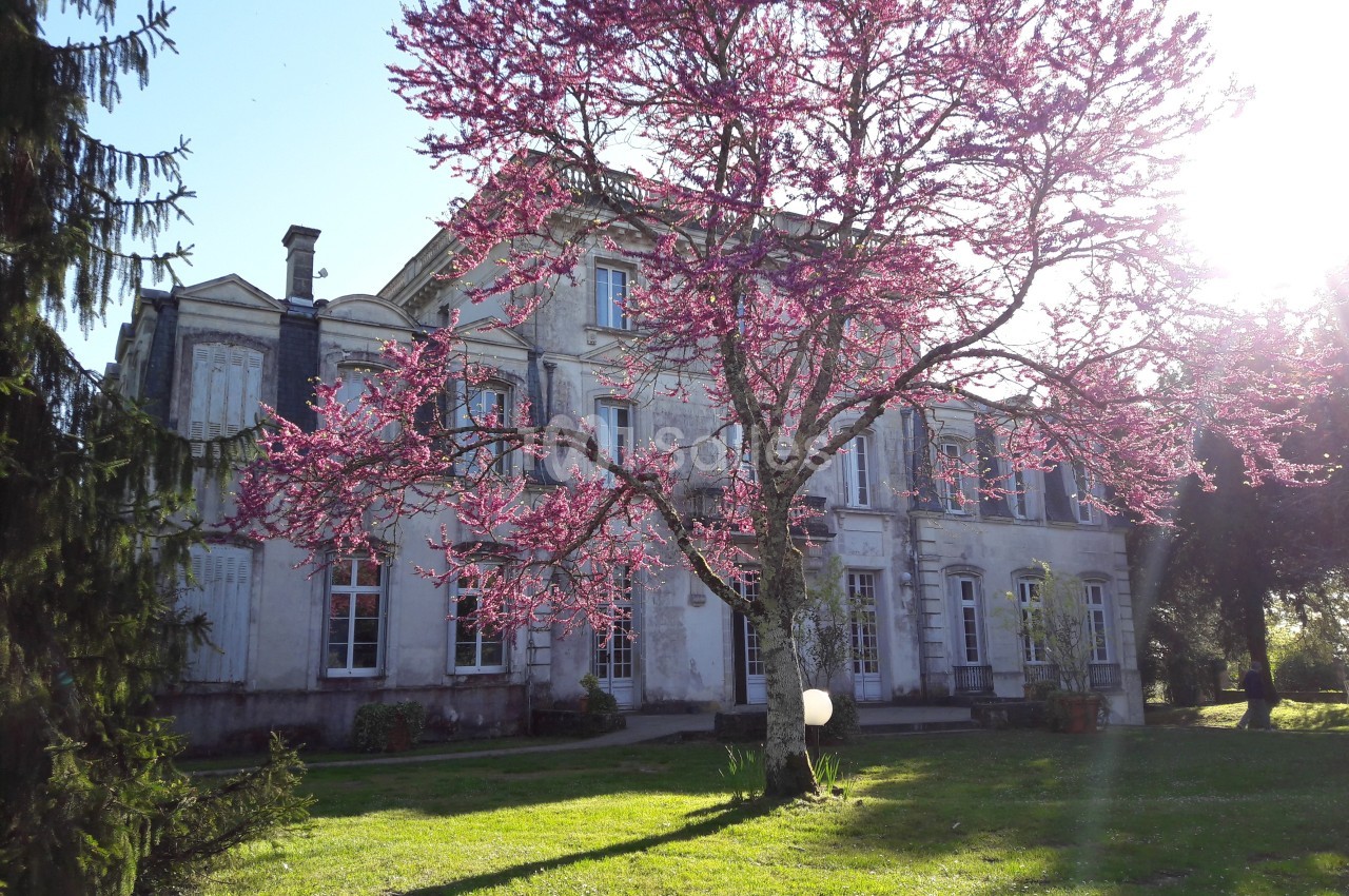 Façade d'un bâtiment ancien entouré d'arbres, avec un arbre en fleurs roses au premier plan sous une lumière ensoleillée.