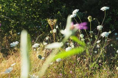 Miniature La Noiseraie Location salle Lion-en-Sullias (Loiret) - Le Hameau du Perrat #50