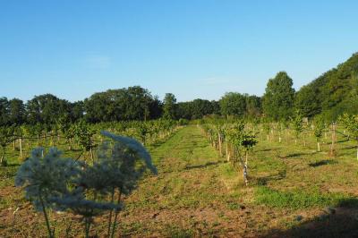 Miniature La Noiseraie Location salle Lion-en-Sullias (Loiret) - Le Hameau du Perrat #50
