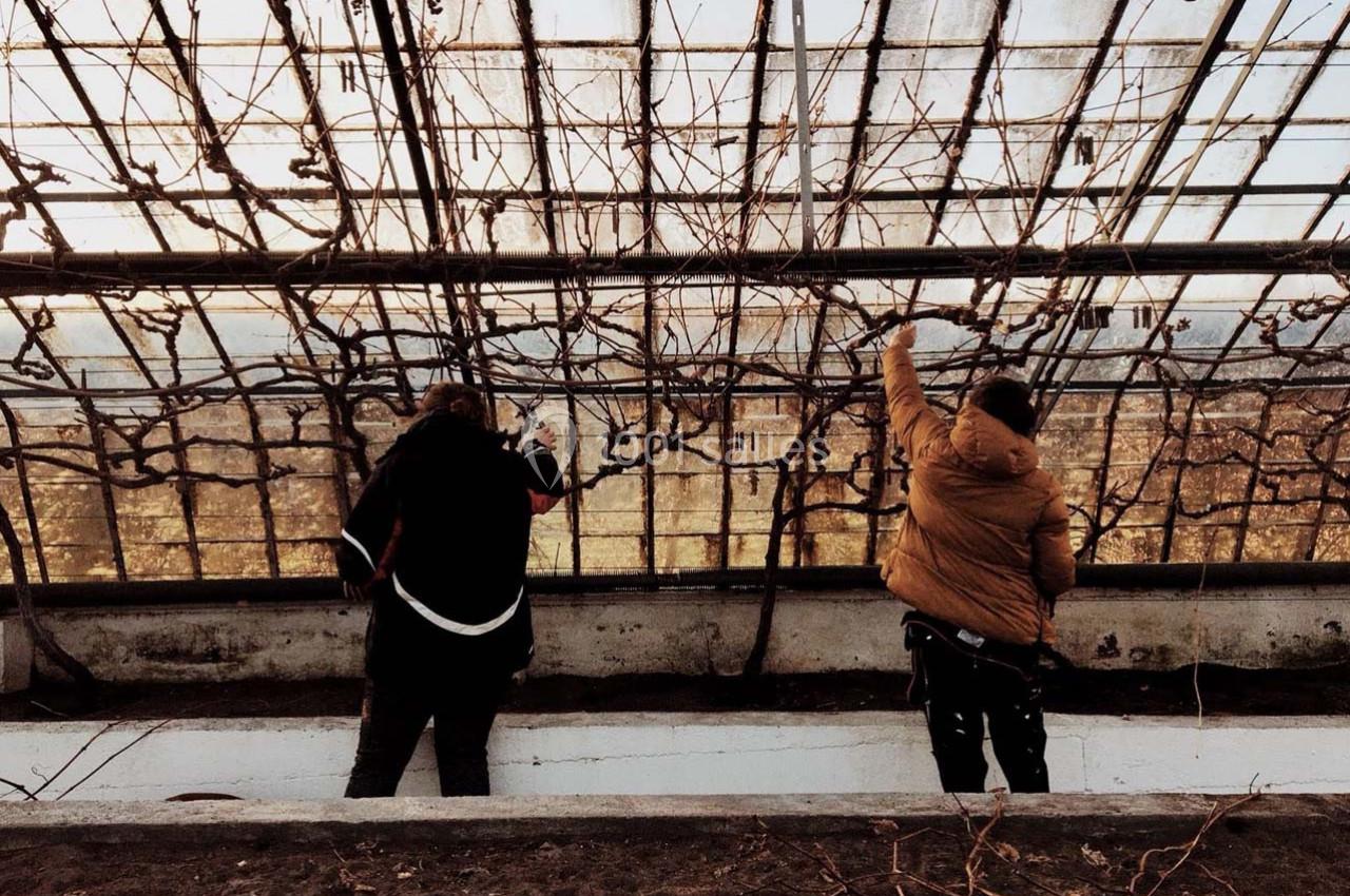 Deux personnes taillent des branches dans une serre ancienne avec une structure en verre et métal.