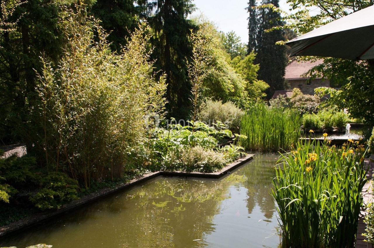 Étang entouré de végétation dense, avec des plantes aquatiques et des arbres sous un ciel ensoleillé.