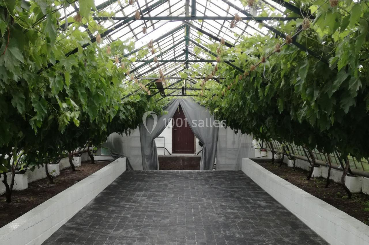 Serre avec des rangées de vignes suspendues, sol en dalles sombres et porte en bois au fond.