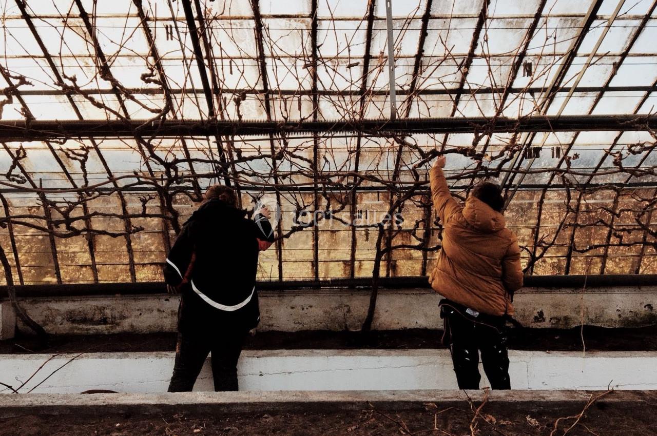 Deux personnes taillent des branches dans une serre vitrée, éclairée par une lumière naturelle douce.