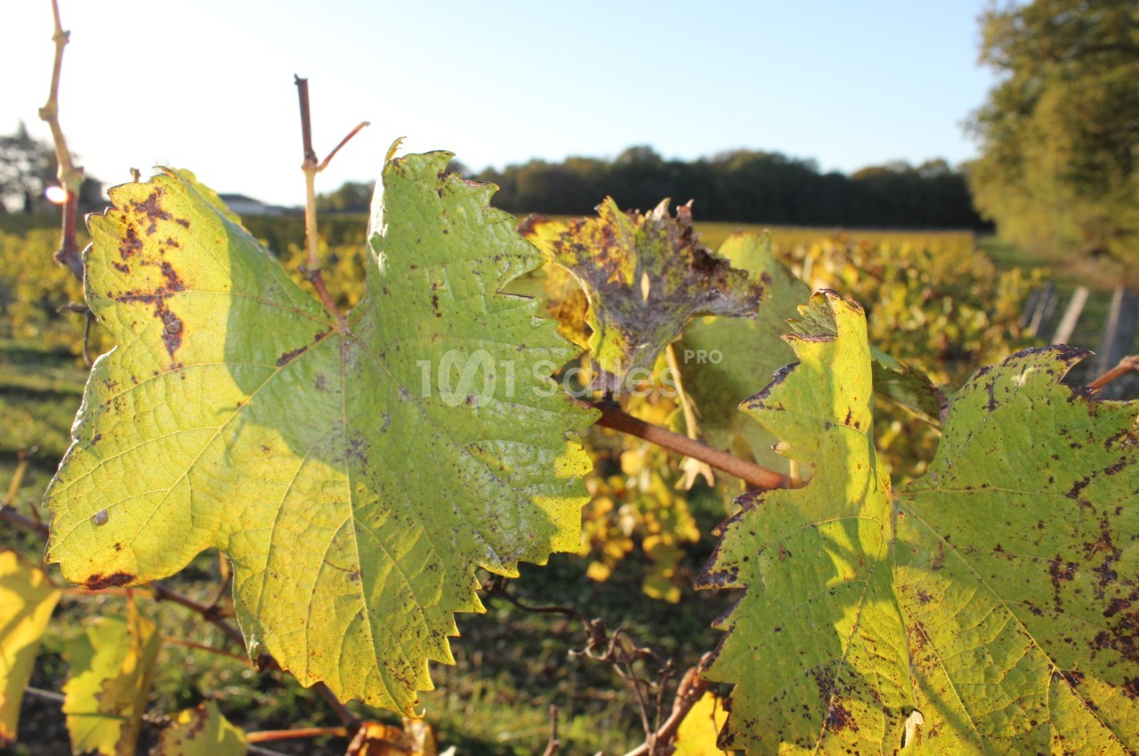 Feuilles de vigne jaunies par l'automne, avec des vignes et un paysage boisé en arrière-plan sous une lumière douce.