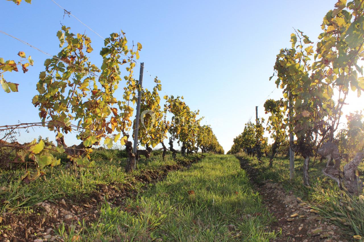 Vignes alignées dans un champ ensoleillé, avec des feuilles vertes et jaunes sous un ciel bleu clair.