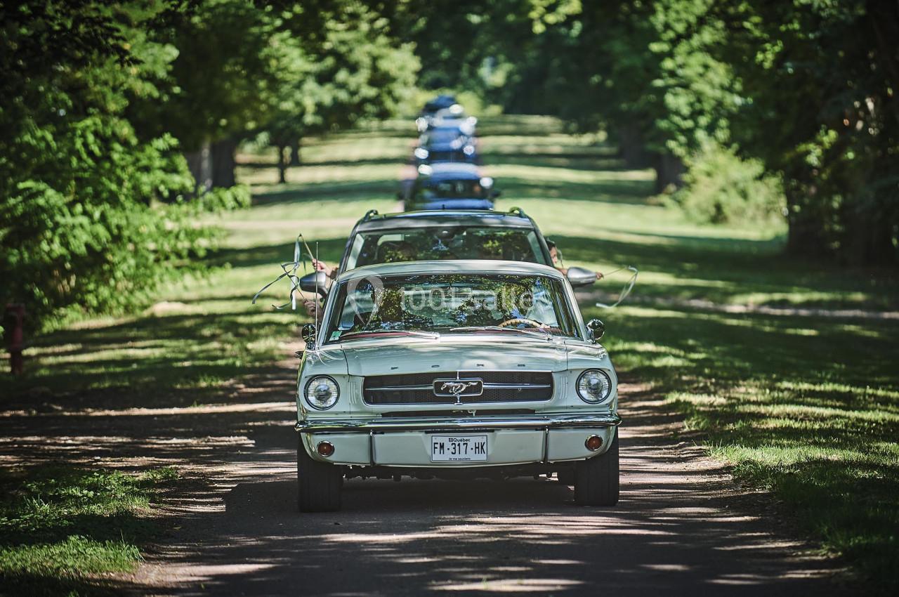 Voitures anciennes alignées sur une route bordée d'arbres, avec une Ford Mustang blanche en premier plan.