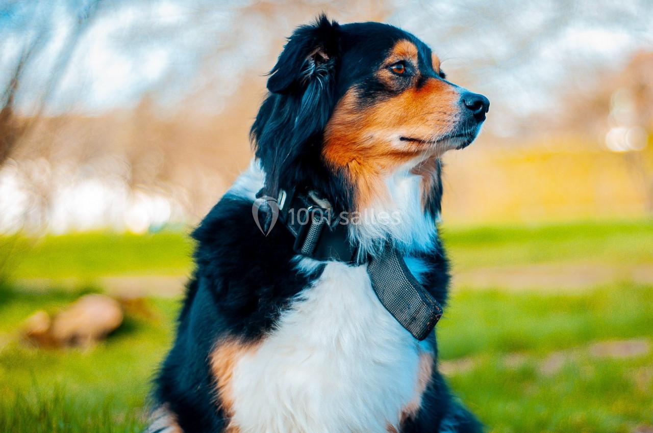 Chien tricolore assis dans un parc, regardant sur le côté, avec un collier noir.