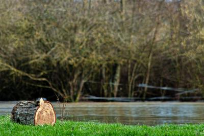 Clocher en pierre d'une église entouré de magnolias en fleurs sous un ciel bleu.