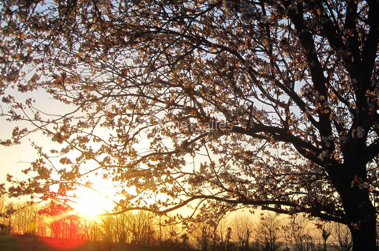 Arbre en fleurs au coucher du soleil, avec un champ et des silhouettes d'arbres en arrière-plan.