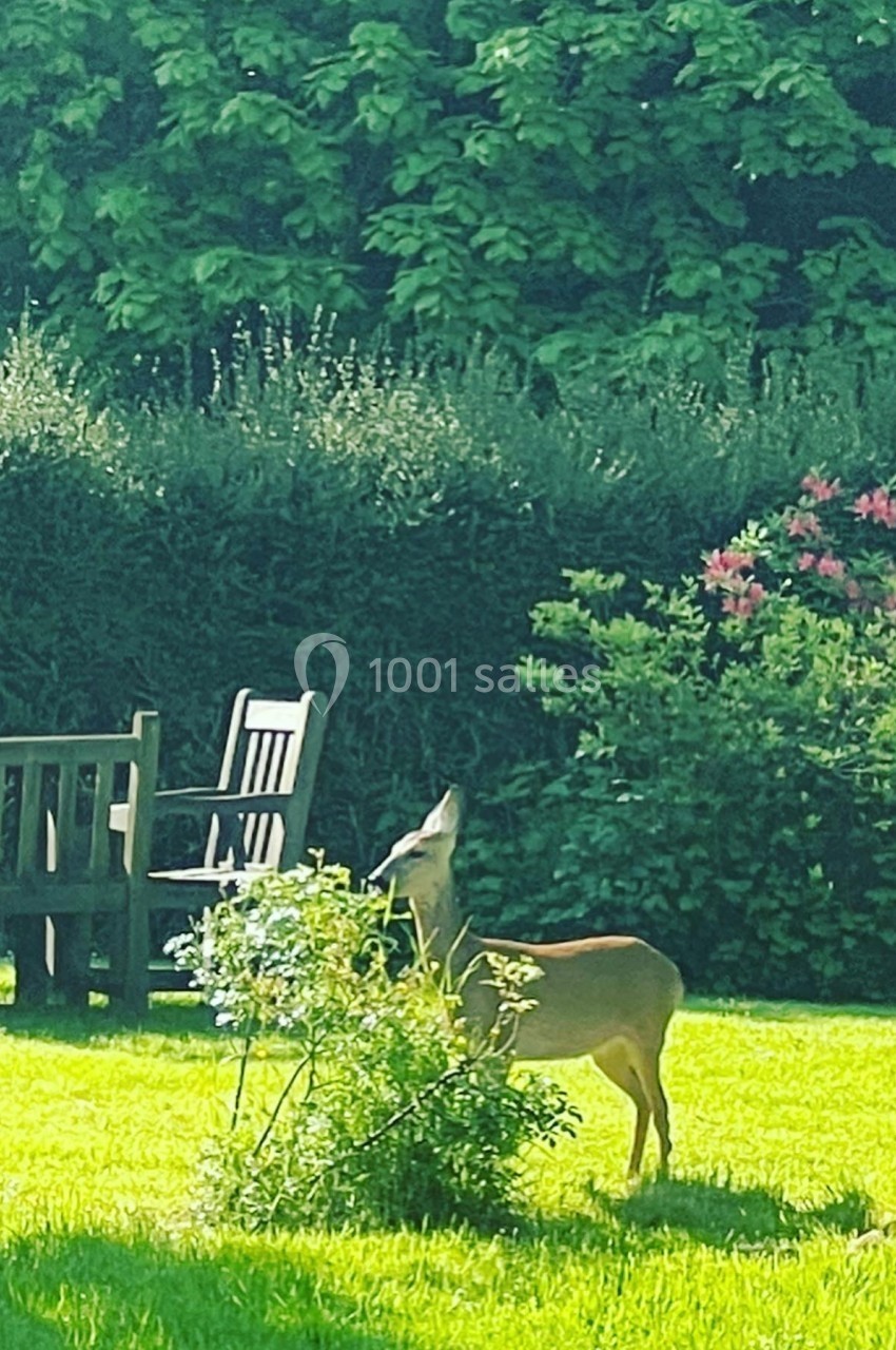 Un chevreuil debout sur une pelouse, près d'un buisson, avec des chaises en bois et des arbustes en arrière-plan.