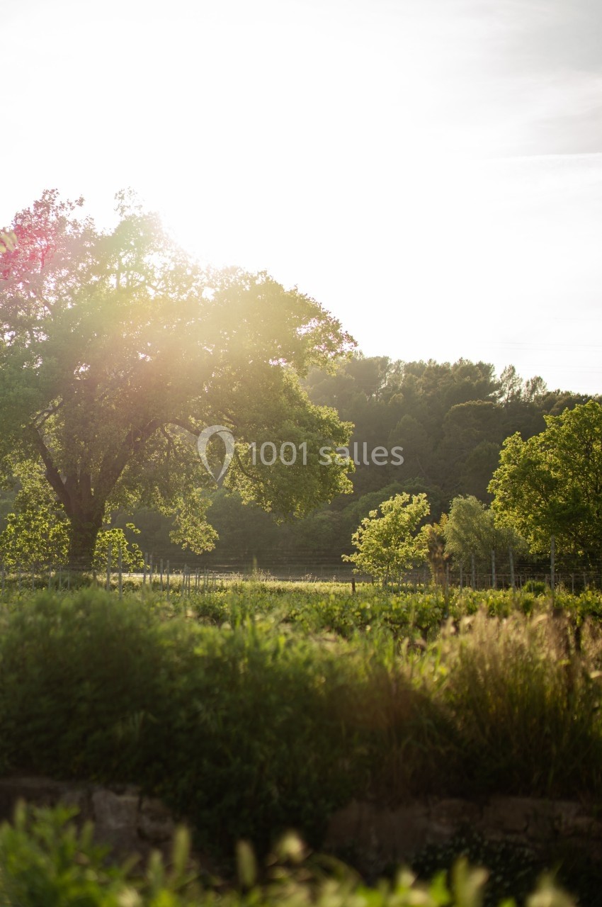Paysage champêtre avec un arbre éclairé par le soleil couchant, entouré de végétation et de collines verdoyantes.