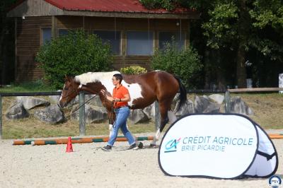 Cheval beige franchissant un obstacle en mousse verte dans un manège, tenu en longe par une personne.