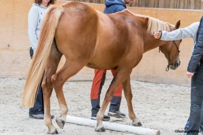 Cheval beige franchissant un obstacle en mousse verte dans un manège, tenu en longe par une personne.