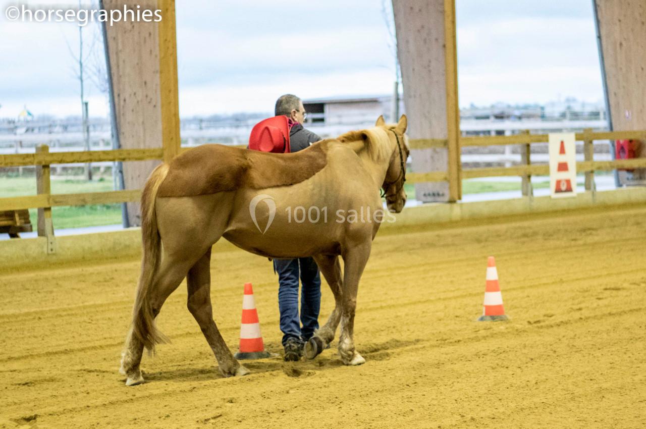 Un homme guide un cheval dans un manège intérieur, entouré de cônes de signalisation.