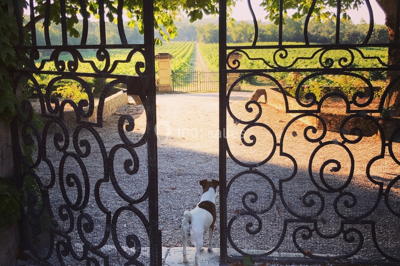 Un petit chien regarde à travers un portail en fer forgé ouvert, donnant sur un chemin bordé de vignes au coucher du soleil.