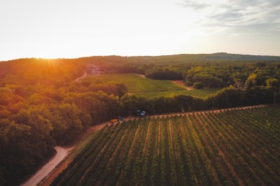 Deux fauteuils en cuir disposés près d'un poêle à bois dans une pièce au mur en bois décorée de cadres et d'une tête d'ours.